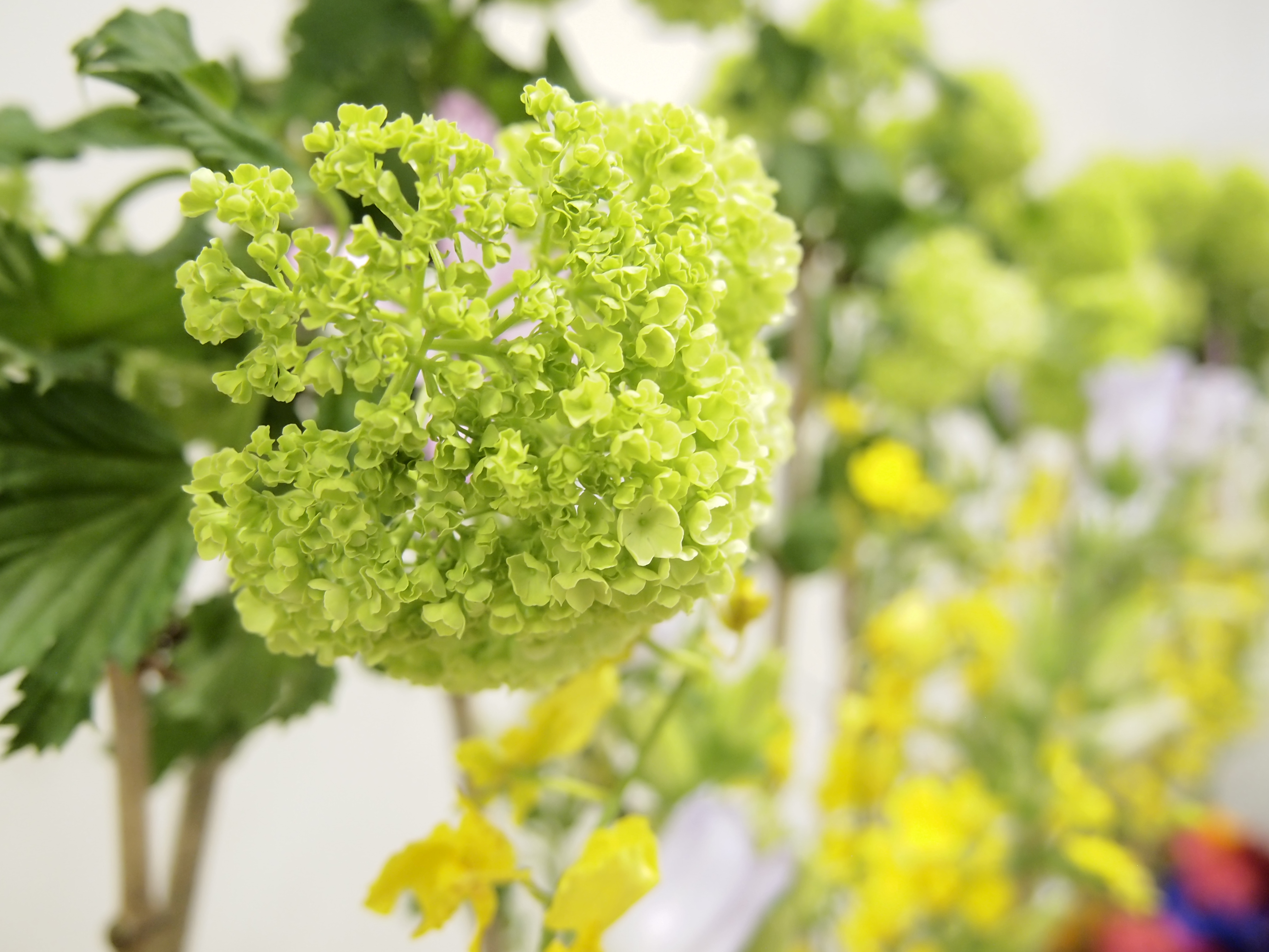 爽やかなグリーンの花